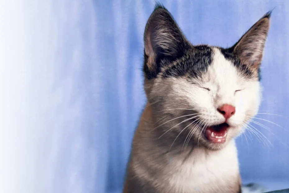 Funny, Right Meow